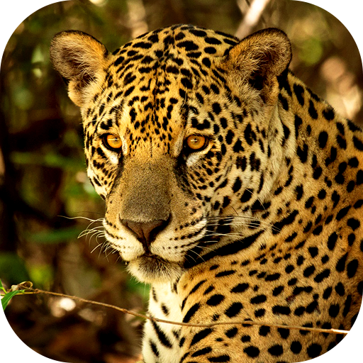 Jaguar duvar kağıdı
