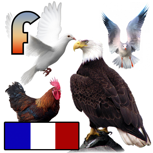 les noms des oiseaux avec phot