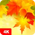 Autumn Wallpapers 4K