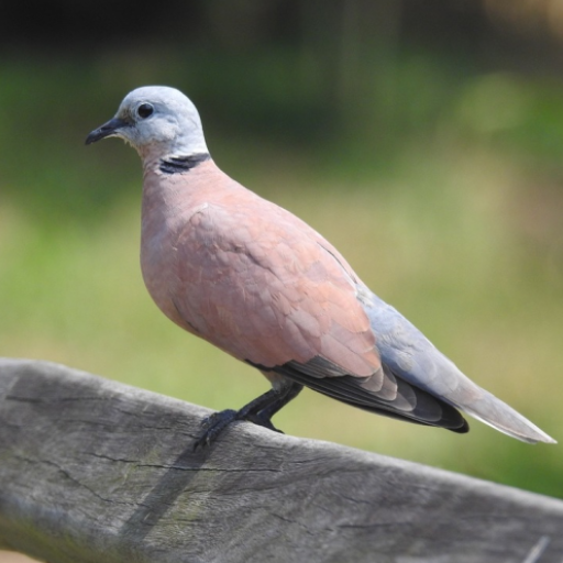 Red collared dove bird sounds