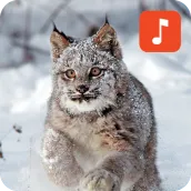 Bobcat Sound Effects