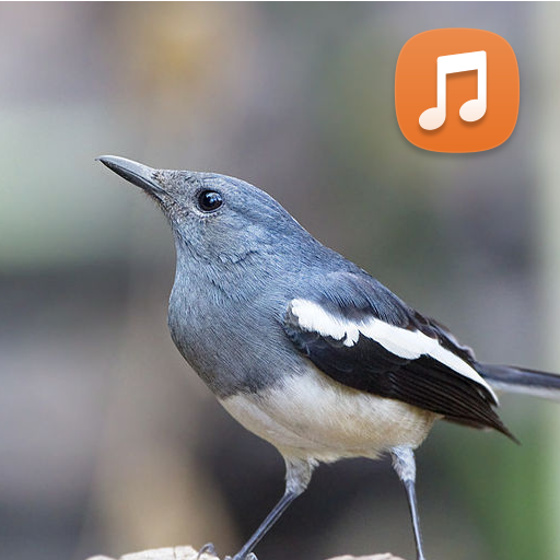 Pancingan Suara Kacer Betina