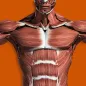Sistema Muscular 3D Anatomia