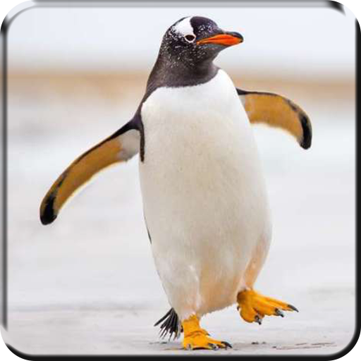 3D Пингвины Видео Живые Обои