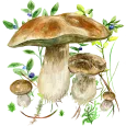 По грибы