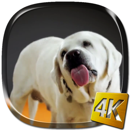 Собака Лижет Экран 4K