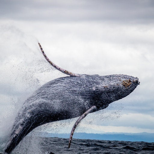 Humpback Whale  sounds