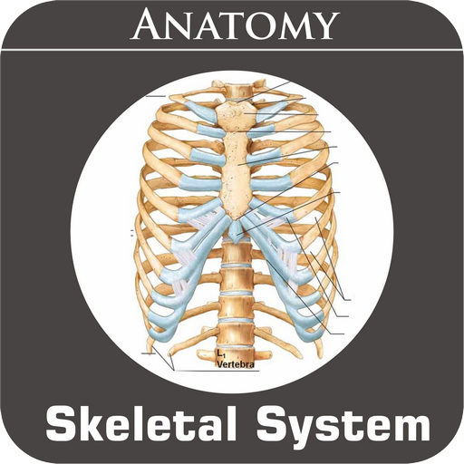 Skeletal System