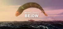 What Lives Below