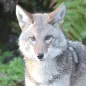 Coyote Sounds