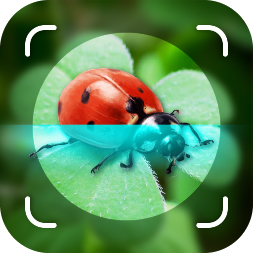 Picture Insect Bug Identifier