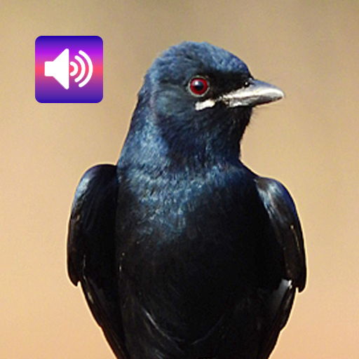 Burung Drongo: Suara