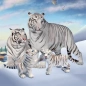 Wild White Tiger Family Sim