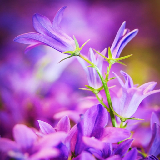 Purple Flower Wallpaper