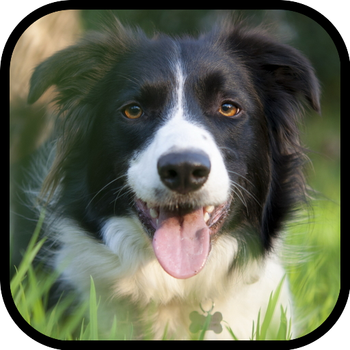 Border Collie Wallpapers