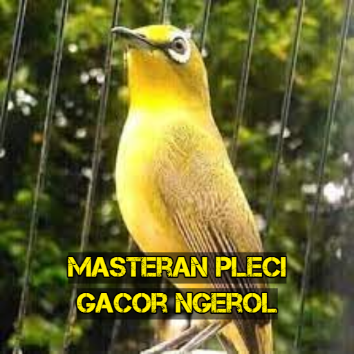 Masteran Pleci Gacor Ngerol