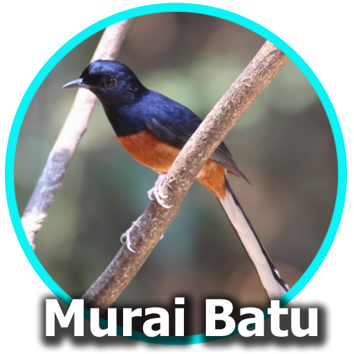 Suara Burung Murai Batu Mp3