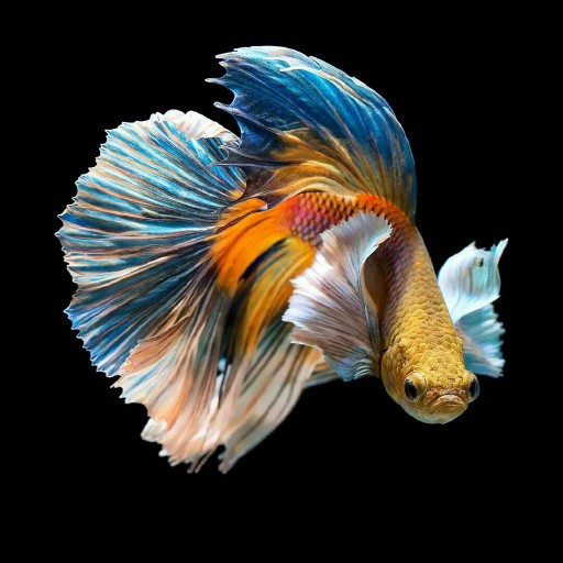 Betta Splendens Wallpapers