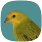Canário Verdadeiro