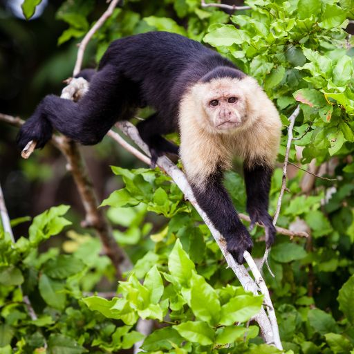 Capuchin monkey wallpaper
