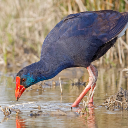 Purple Swamphen Sounds