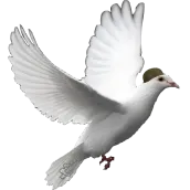 Commander Kabootar (Pigeon)
