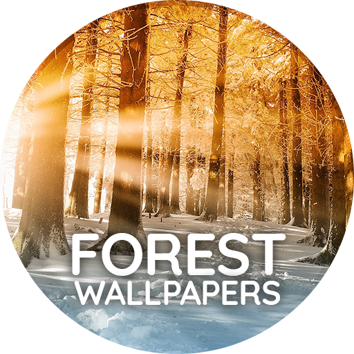 Wallpapers with Forest in 4K