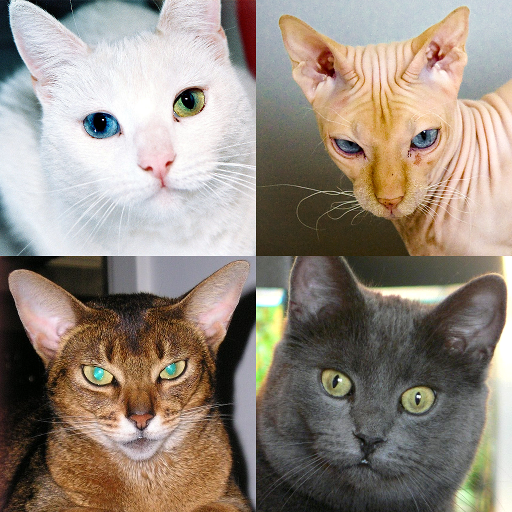 Kedi ırkları - Fotoğraf testi