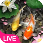 Download Lucky Koi Fish Live Wallpaper android on PC
