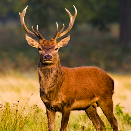 Deer Hunting Season Sniper Hunter 3D 2018