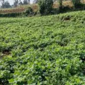 Crop Farming