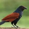 Âm thanh Coucal