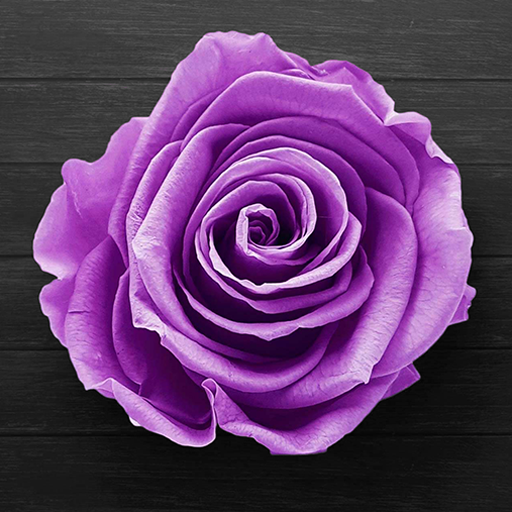 Фиолетовая “роза 3d” Живые Обо