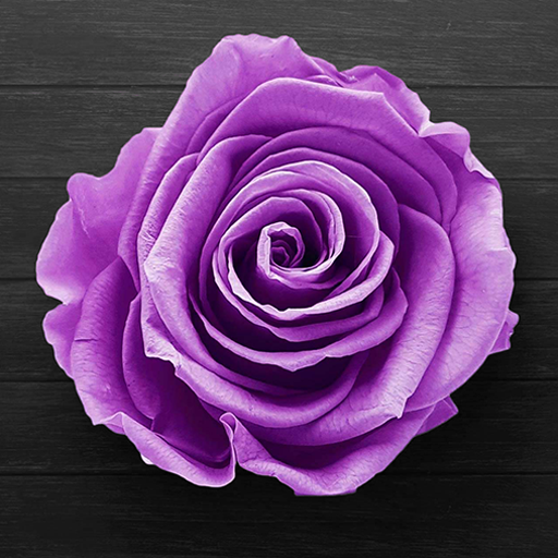 Purple Rose Live Wallpaper