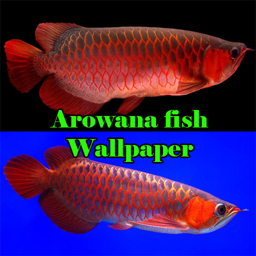 Wallpaper Ikan Arwana