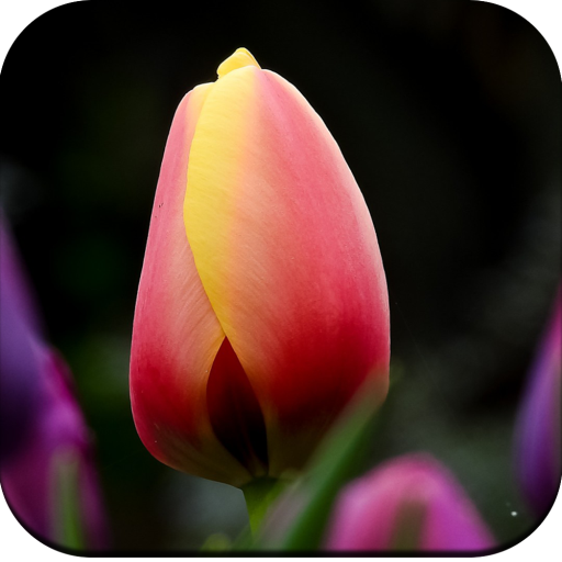 Tulips Flower Wallpapers