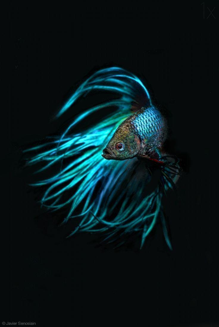 Download Betta Fish Wallpaper android on PC