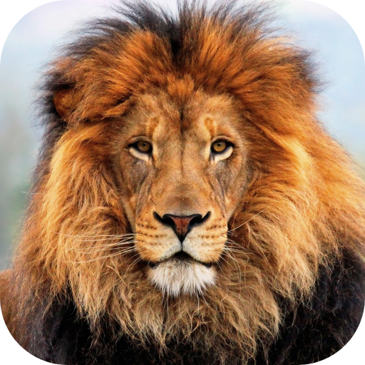 Lion HD Live Wallpaper