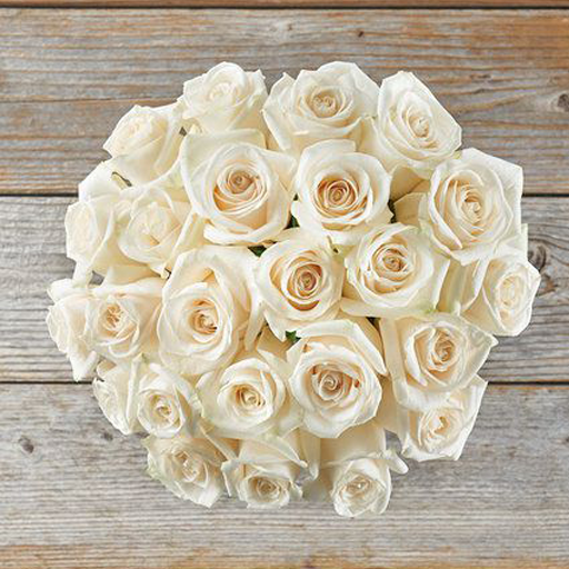 White rose love