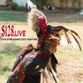 Live Streaming Cock Fighting