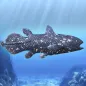 Coelacanth and ancient fish