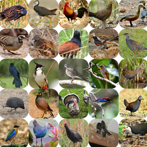 Red Junglefowl and Bird Sounds