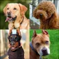 Dog Quiz - dog breeds