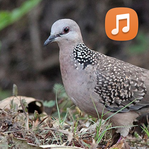 Spotted Dove Sounds HD