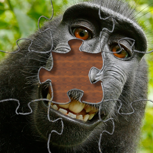 Monkey Jigsaw Puzzles - Primat