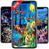 coral reef wallpaper HD