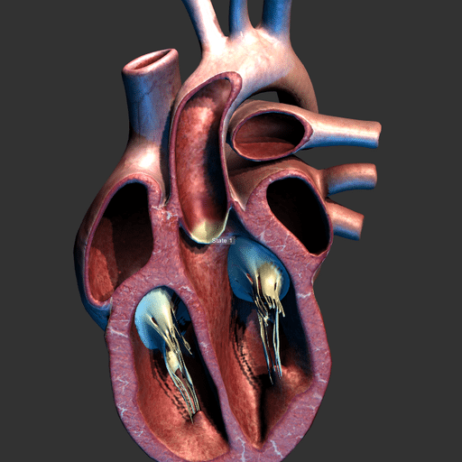 Heart 3D model for learning