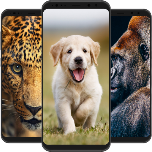 Animal Wallpapers - 4K | Live