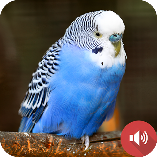 Parakeet Sounds