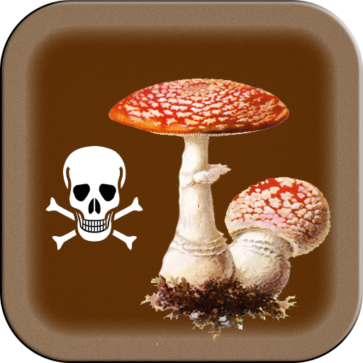 jamur beracun